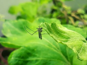 Close-up of insect on leaf