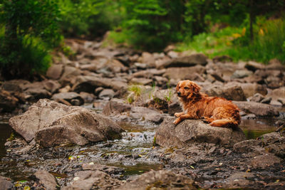 Brown dog relaxing on rock by river