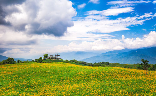 Yellow flowering plants on field against sky