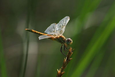 Close-up of butterfly flying