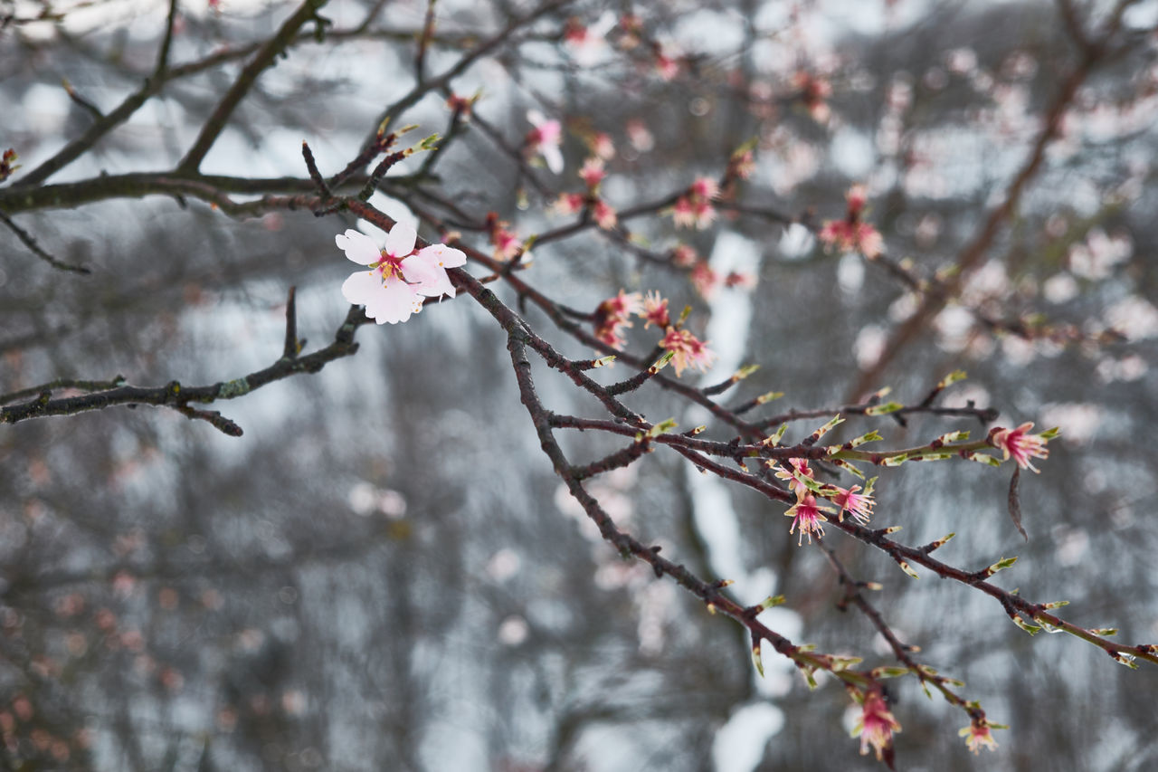 CLOSE-UP OF CHERRY BLOSSOMS