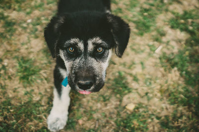 Portrait of dog