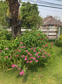 Pink flowering plants by house in yard