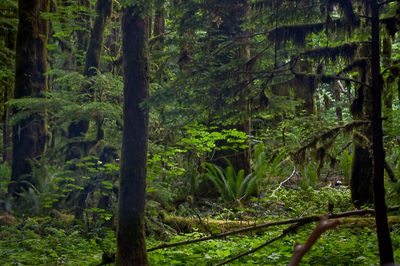 Trees in forest