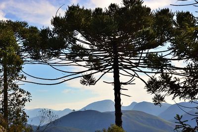 Low angle view of silhouette tree against sky