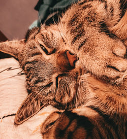 Close-up of cat sleeping