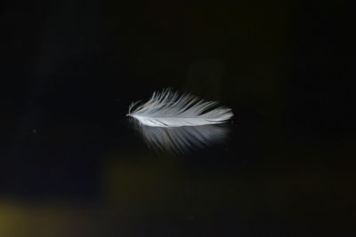 feather