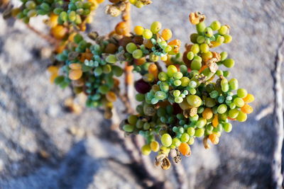 Close-up of grapes growing on plant