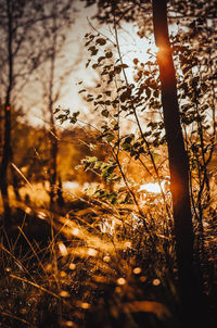 Close-up of plants growing on field during sunset