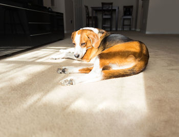 Dog resting on floor