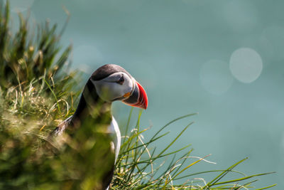 Close-up of a bird