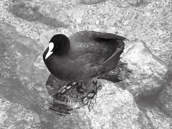 Close-up of duck in water