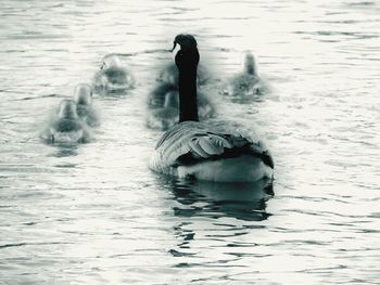 Duck swimming in a lake