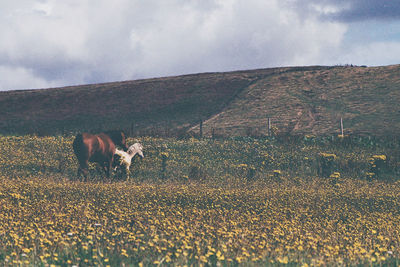 Two horses in a field