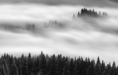 Pine trees in forest against sky