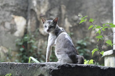 View of a cat looking away