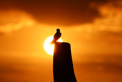Silhouette bird perching on orange against sky during sunset