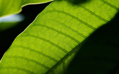 Close-up of raindrops on green leaves