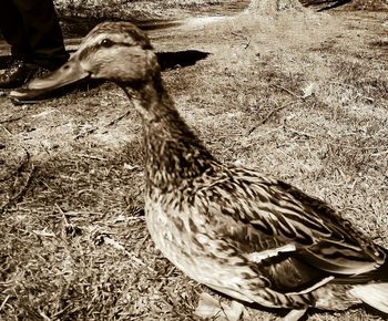 Close-up of bird