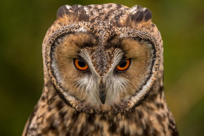 Close-up portrait of owl