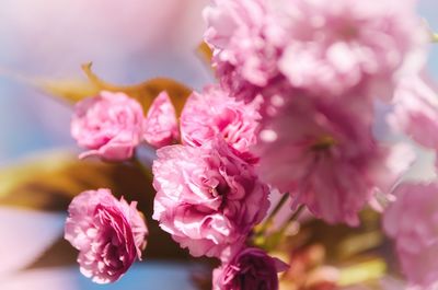 Close-up of pink flowering plant