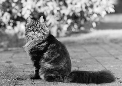 Side view portrait of cat sitting on footpath