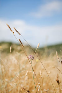 Close-up of flowering plants on field