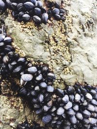 Extreme close up of pebbles