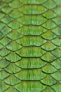 Full frame shot of green leaf