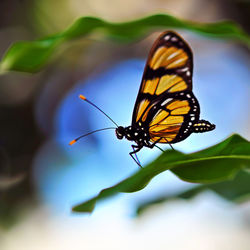 Butterfly pollinating flower