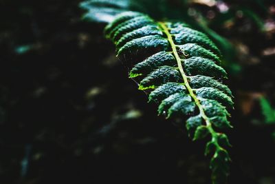 Close-up of leaves