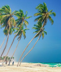 Palm trees at beach against sky