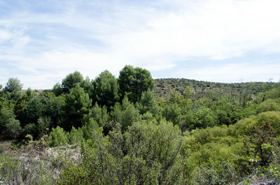 Trees on landscape against sky