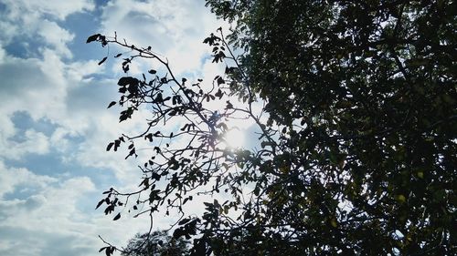 Low angle view of trees against sky