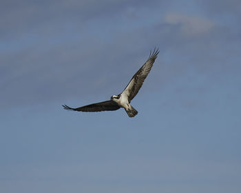 Low angle view of eagle flying in sky