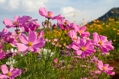 Close-up of pink cosmos flowers on field