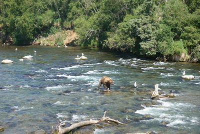 Ducks swimming in river