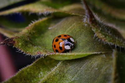 Close-up of ladybug on plant