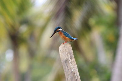 Close-up of bird perching on tree