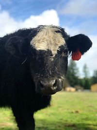 Close-up portrait of cow on field
