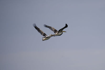 Low angle view of eagle flying in sky