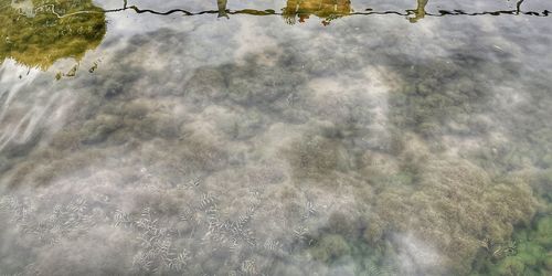 High angle view of trees on land
