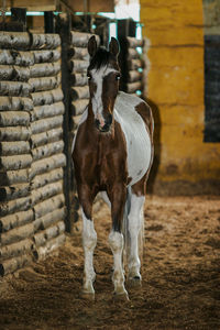 horse