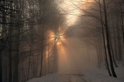 Snow covered trees in forest