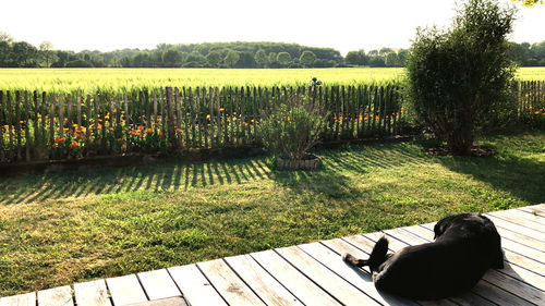 View of an animal on grass