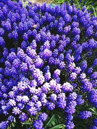 High angle view of purple flowering plants on field