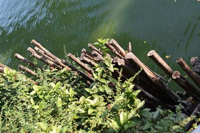 High angle view of wood in lake