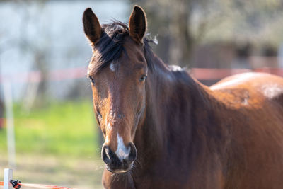 Horse in ranch