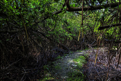 Trees growing in forest