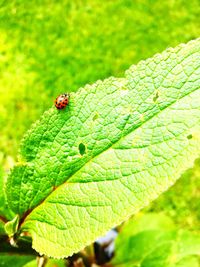 Close-up of insect on leaf